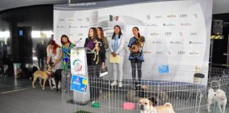 Celeste Ascencio: «Justicia para los animales»