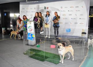 Celeste Ascencio: «Justicia para los animales»