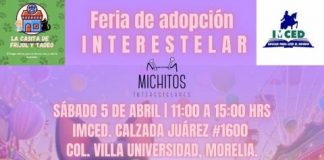 «Peludos buscan hogar: Feria de Adopción de Michitos Interestelares»