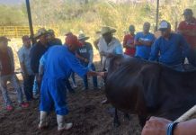 CEFOGA impulsa curso de inseminación artificial para ganaderos del municipio de Turicato.