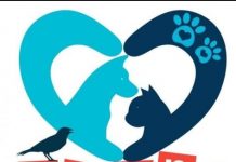 Indignación en Uruapan: hombre asesina a balazos a perro callejero; exigen a SSP capacitación urgente en crueldad animal