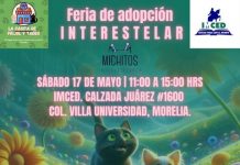 Michoacanos buscados por michis y lomitos: se acerca la feria de adopción interestelar