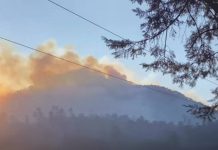 El fuego acecha la cuna de la Mariposa Monarca
