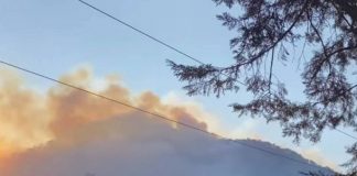 El fuego acecha la cuna de la Mariposa Monarca