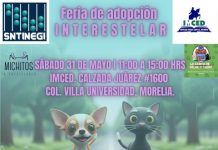 “15 corazones peludos buscan un hogar: Feria de adopción interestelar será este sábado”
