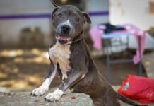 Invita Gobierno de Morelia a feria de adopción