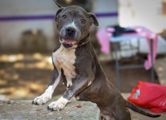 Invita Gobierno de Morelia a feria de adopción