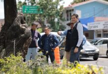 Gobierno de Morelia continúa construyendo espacios seguros con programa de Poda Sanitaria