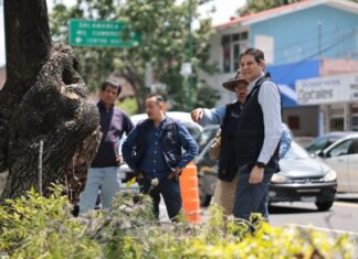 Gobierno de Morelia continúa construyendo espacios seguros con programa de Poda Sanitaria