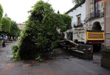 Gobierno de Morelia retira 2 frondosos árboles caídos por las lluvias