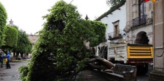 Gobierno de Morelia retira 2 frondosos árboles caídos por las lluvias