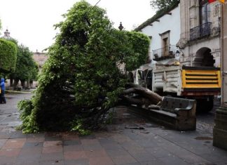 Gobierno de Morelia retira 2 frondosos árboles caídos por las lluvias
