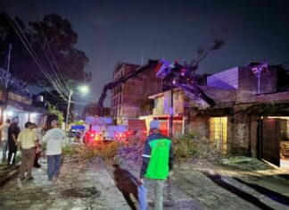 Retira Ayuntamiento de Morelia árboles caídos por lluvias