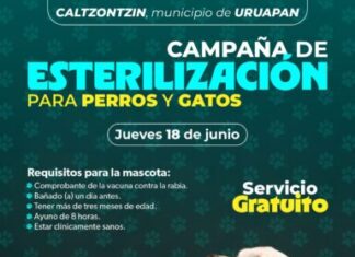 Jornadas de esterilización gratuitas para perros y gatos en Caltzontzin y Tomendán: SSM