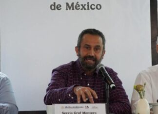 Michoacán, con graves problemas de deforestación por cultivo de aguacate: CONAFOR
