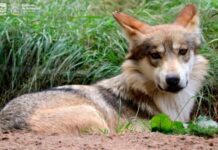 Buscará Michoacán, reproducción de Lobo Mexicano; solo hay 31 ejemplares en vida silvestre