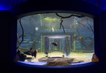 Inauguran pecera 360 en zoológico de Morelia; experiencia permitirá conocer especies acuáticas