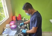 SSM ha esterilizado más de 11 mil perros y gatos: SSM