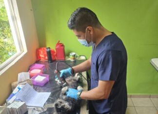 SSM ha esterilizado más de 11 mil perros y gatos: SSM