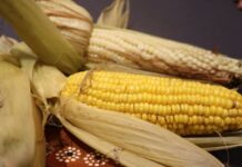 “Tarejero se alista para su 8° Festival del Elote con más de 6 mil visitantes y gran derrama económica”