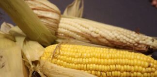 “Tarejero se alista para su 8° Festival del Elote con más de 6 mil visitantes y gran derrama económica”