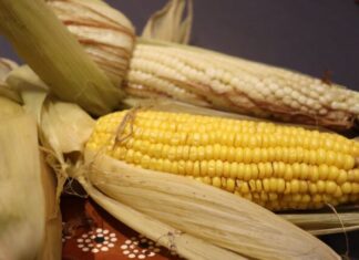 “Tarejero se alista para su 8° Festival del Elote con más de 6 mil visitantes y gran derrama económica”