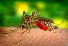 Dengue en Michoacán, lo coloca en el tercer sitio nacional