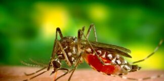 Dengue en Michoacán, lo coloca en el tercer sitio nacional
