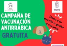 🐾“Morelia tendrá un fin de semana peludo con jornadas de adopción y vacunación