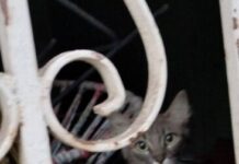 Matrimonio abandona 50 gatos en Apatzingán; CEAM pide apoyo municipal inmediato