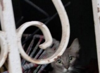 Matrimonio abandona 50 gatos en Apatzingán; CEAM pide apoyo municipal inmediato