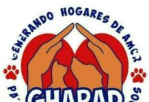 Michoacán vivirá un fin de semana animalista: ferias de adopciones, vacunas y esterilizaciones