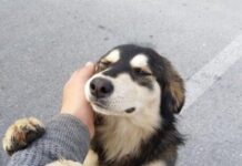 23 de septiembre: Día del Perro Adoptado, rescates rebasan 80% adopciones