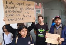Se manifiestan asociaciones animalistas en el Ayuntamiento de Morelia, piden cancelar corrida de toros