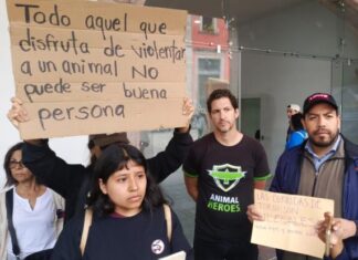 Se manifiestan asociaciones animalistas en el Ayuntamiento de Morelia, piden cancelar corrida de toros