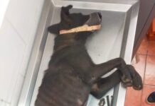 Tarímbaro y Puruándiro: epicentros de crueldad animal en Michoacán