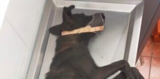 Tarímbaro y Puruándiro: epicentros de crueldad animal en Michoacán