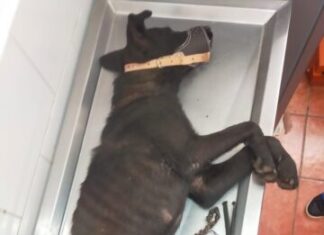 Tarímbaro y Puruándiro: epicentros de crueldad animal en Michoacán