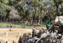 Gobierno de Morelia realiza limpieza de la Fuente de ‘Los Patos’