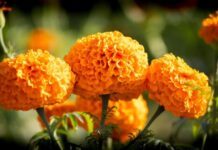 Copándaro abre sus parcelas de flores, para disfrute del turismo