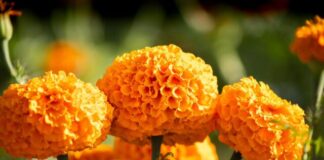 Copándaro abre sus parcelas de flores, para disfrute del turismo