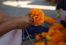 SeCultura Morelia, artesanos e instituciones inician montajes de altares y tapetes tradicionales