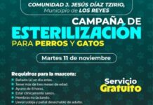 Llega jornada gratuita de esterilización animal a comunidad de autogobierno en Los Reyes: SSM