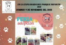 🐾 Michis y lomitos entrevistarán a sus futuros humanos en feria de adopción de Rescatistas Independientes