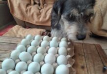 🐾 Lomitos de GHAPAD lanzan venta de huevos para financiar sus croquetas