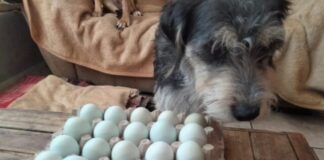 🐾 Lomitos de GHAPAD lanzan venta de huevos para financiar sus croquetas
