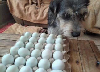 🐾 Lomitos de GHAPAD lanzan venta de huevos para financiar sus croquetas