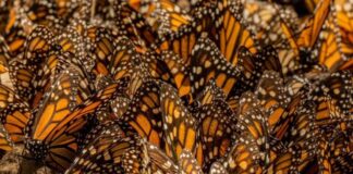 Mariposa monarca comienza su arribo a bosques de Michoacán