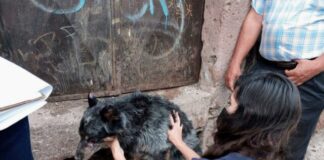 Octubre, el mes con más casos de crueldad animal en Michoacán