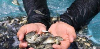 Producción de crías de tilapia en Michoacán alcanzará los 6 millones al cierre del año: Compesca
